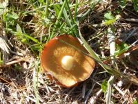 Beautiful Fungi