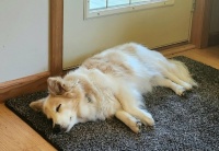 Mabel, napping in the afternoon
