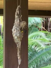 Sunbird nest