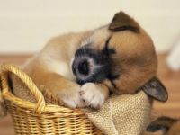 Beautiful-Animal-030