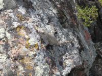 Find the critter on a rock
