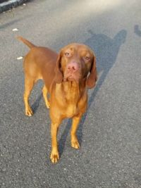 Vizsla_02