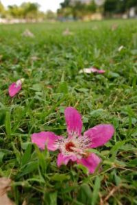 flower in the park