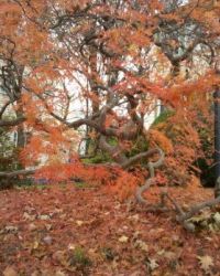 Maple Tree Limbs