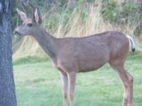 Deer behind our cabin at Sun River Resort