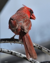 Cardinal