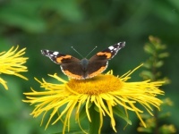 Butterfly, Threave Garden, Dumfries & Galloway