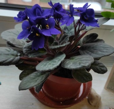 Dceřina fialka...  Daughter's Violet...