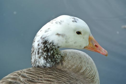Pretty Goose 