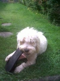 Oh Alfie that's my shoe