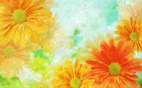 flower-desktop-background-hd-desktop-backgrounds