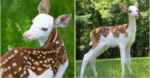 Solve Rare white-faced deer rescued after being abandoned by its mother. jigsaw puzzle online with 91 pieces