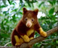 Baby tree kangaroo