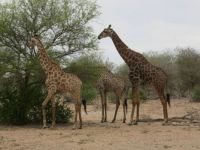 Giraffen in het Krugerpark