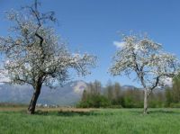 Old apple tree orchard