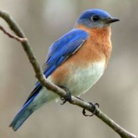 Eastern Bluebird