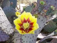 Bloom On Prickly Pear Cactus