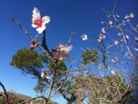 Yesterday my friend Loes, who is in Spain all winter, told me she had seen the first Almond blossom of this year!