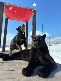 Luna and Venza are back!