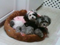 Penny Lane and Merlo