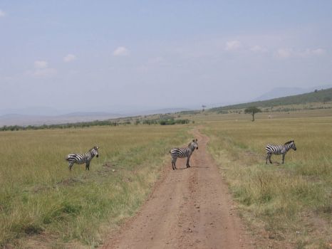 Masai Mara/Kenya
