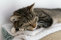 Squeak resting