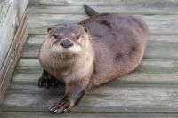 Otter on a Dock