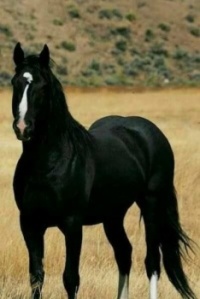Beautiful black Stallion...