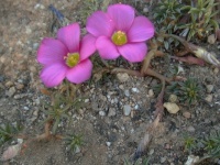 Oxalis glabra  8May 2004
