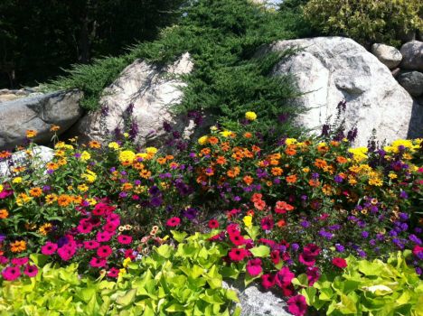 Annuals 2
