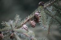 Tiny Pine
