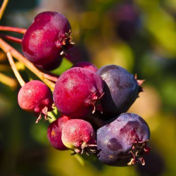 Serviceberry (aka Juneberry/Saskatoon)
