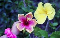 Flowers from Grenada