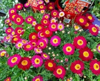 Daisies