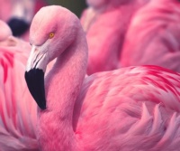 Beautiful Birds of the World 🌎
