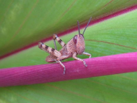 Grasshopper on Cordyline leaf.