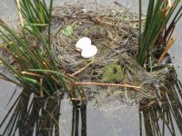 waterfowl nest