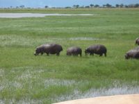 Hippo's grazing