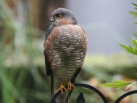 Sparrowhawk - Accipiter nisus (Sperwer)