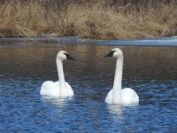 Trumpeter swans...
