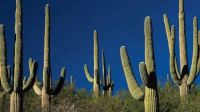 Saguaro-cactus-Arizona