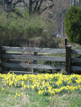 Fenced in Daffodils