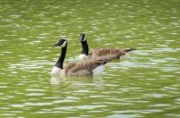 2 Canada Geese-7249