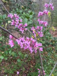 Redbud
