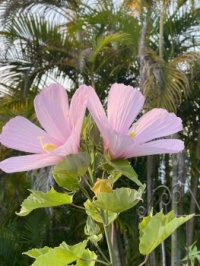 Rose mallow in the hibiscus family
