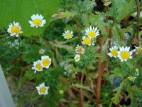 mini mums