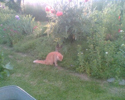 Max on his garden