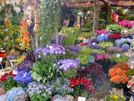 Amsterdan flowers market