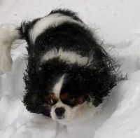 Joy enjoying the snow