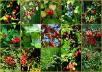berries and other plants